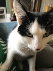 Why are kittens so expensive now?