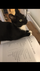 Please could you all post photos of your cats and dogs?