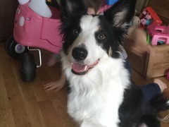 Border collie, yes or no?