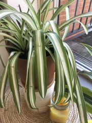 Help - unhappy spider plant