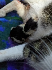 Pregnant cat