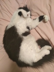 Positive thinking, cat photos etc