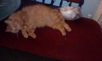 Cat chat - The Ollie and Paws show, with extra Little K drama