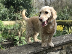 What are your pets up to today?