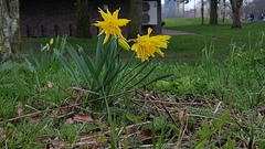 A flower ID thread - It's not Tête-à-tête