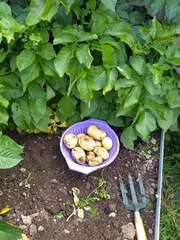 Easy veg to grow?