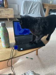 Working from home cats