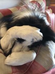 Border collie, yes or no?