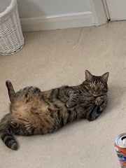 Please could you all post photos of your cats and dogs?