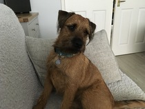 Photos of your dogs to cheer us all up!