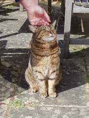 Thug Cat part 2. What, has this thing appeared again tonight?