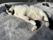 Why do cats do this?