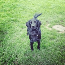 My 16 month old dog attacked another dog
