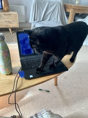 Working from home cats
