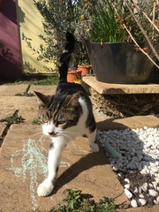 Please could you all post photos of your cats and dogs?