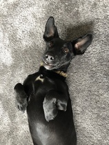 To want to show you my beautiful doggo