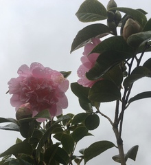 Any Witches Here? Part 11