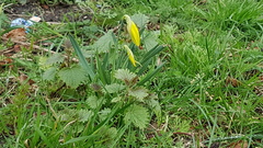 A flower ID thread - It's not Tête-à-tête