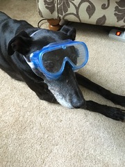 Photos of your dogs to cheer us all up!