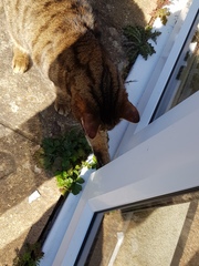 Thug Cat part 2. What, has this thing appeared again tonight?