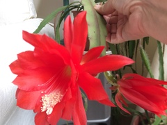 Thread for really fucking ugly houseplants