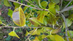 What is wrong with my yellowing Camellia?