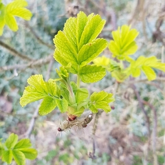 Plant ID please
