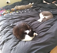 Working from home cats