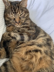 Please could you all post photos of your cats and dogs?