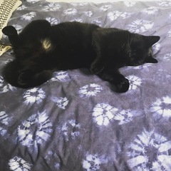 Please could you all post photos of your cats and dogs?