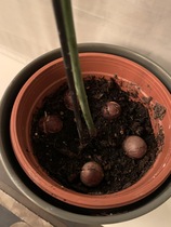 Thread for really fucking ugly houseplants