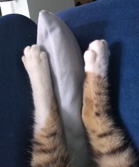 Positive thinking, cat photos etc