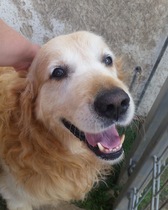 My 16 month old dog attacked another dog