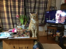 Show your cat photos