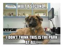 The hopefully amusing pics/memes thread