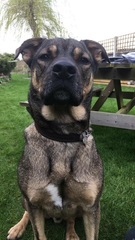 Photos of your dogs to cheer us all up!