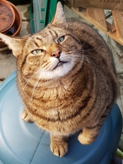 Thug Cat part 2. What, has this thing appeared again tonight?