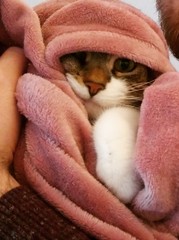 Please could you all post photos of your cats and dogs?