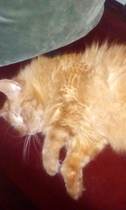 Cat chat - The Ollie and Paws show, with extra Little K drama