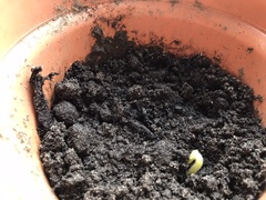 The 'Positive Mental Health' Corona virus thread Part II