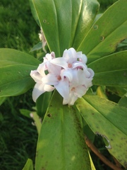 Memorial plant/flower for 1 March?