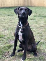 To want to show you my beautiful doggo