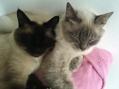 Please could you all post photos of your cats and dogs?