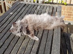 Thug Cat part 2. What, has this thing appeared again tonight?