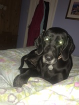 Please could you all post photos of your cats and dogs?