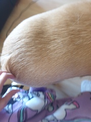 Do I need to worry about my dog's back?