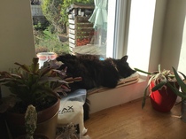 Show your cat photos