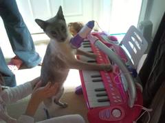 Positive thinking, silliness, cat, horse, dog, music, art what ever photos etc.