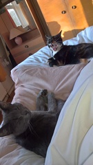 What's your DCat up to today? (Thread 7!)