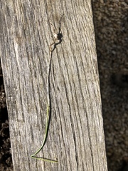 What is this?